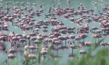 Flamingos flee polluted dam in South Africa