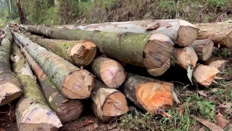 Illegal logging threatens Congo’s gorillas