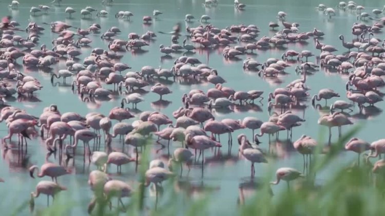 Flamingos flee polluted dam in South Africa