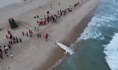 Whale strandings alarm Brazil's coast