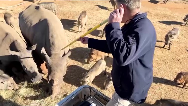 Radioactive rhino horns fight poaching