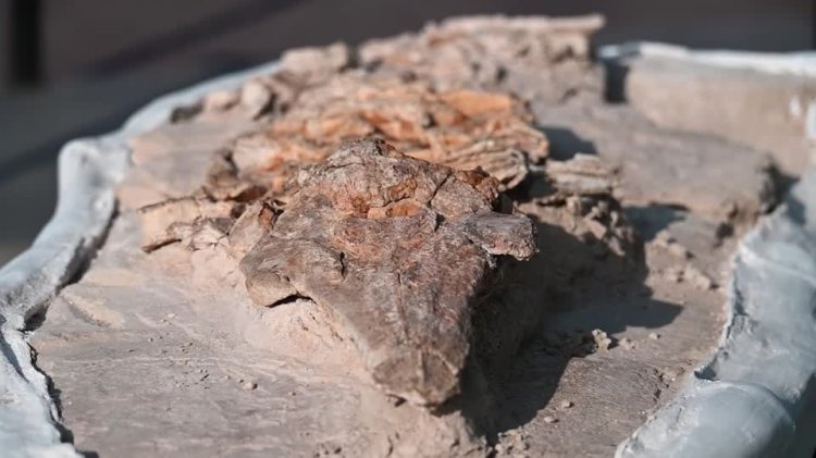 Fossil porpoise unveiled in Peru desert