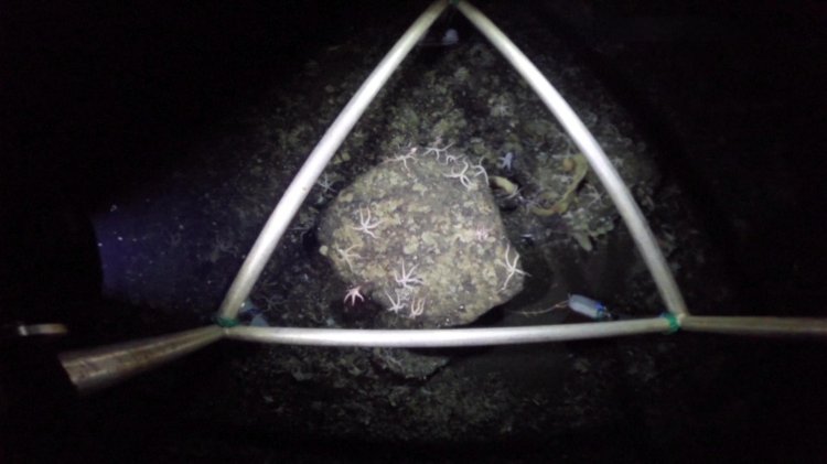 AI accelerates Antarctic seafloor research