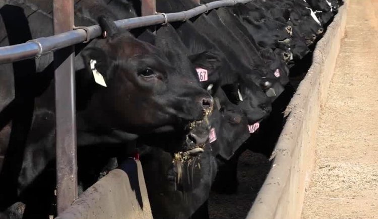 Australia expands grain-fed beef output