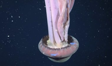 Argentina finds vast deep-sea reef