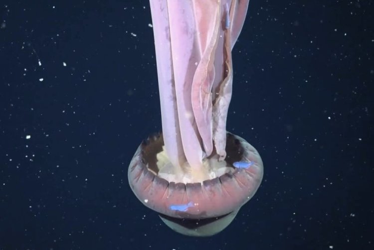 Argentina finds vast deep-sea reef