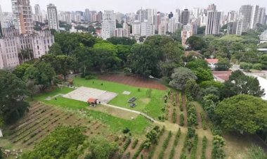 São Paulo expands urban coffee plantation