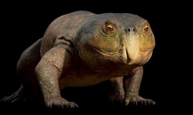 New Triassic reptile found in Brazil