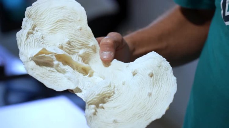 Brazil coral reef declines sharply